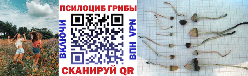 мега ССЫЛКА  купить наркотики цена  Холмск  Псилоцибиновые грибы Psilocybe 